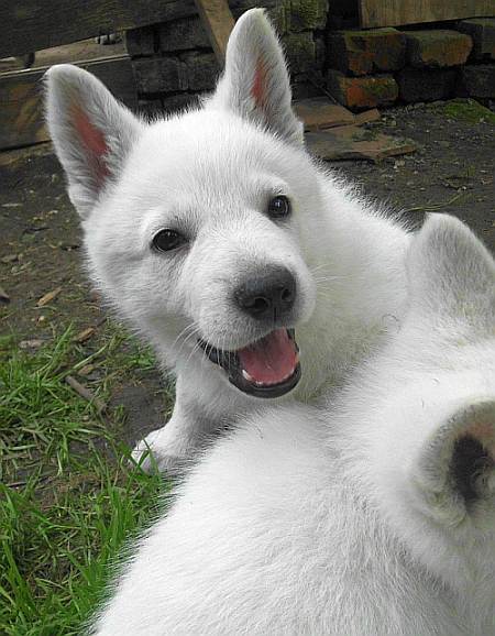 Weisser Schferhundwelpe von den Grenzgngern